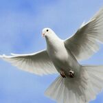 Ксения Александровна:  голуби на ваш праздник