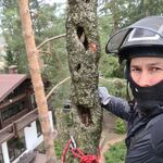 Дмитрий:  Спил деревьев альпинисты