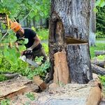 Роман:  Спил деревьев в Тучково Обрезка