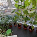 Виктория:  Уход и передержка комнатных растений
