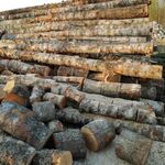 Илья:  Березовые дрова в Константиново