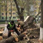 Александр:  Опиливание деревьев 