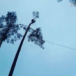 Азизбек:  Спилит дерево