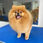 Груминг салон PetSpa:  Стрижка собак и кошек в Архангельске