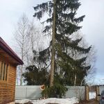 Денис:  Вырубка и обрезка деревьев в Подольске