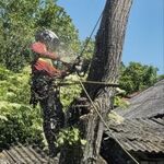 Дима:  Спил и обрезка деревьев любой сложности. 