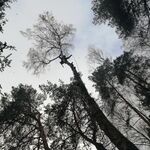 Анастасия:  Спил деревьев 