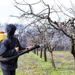 СЭС БИОТРИКС:  Весенняя обработка,опрыскивание деревьев Серпухов(е)