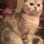 Юлия:  Вязка вислоухого шотландского кота