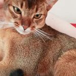 Никита:  Абиссинский кот вязка