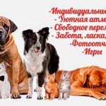 Дарья:  Передержка животных