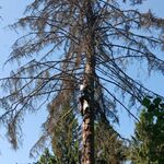 Геворг:  Профессиональное Удаление и обрезка деревьев