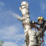 Дмитрий Обрезка Деревьев :  Спил деревьев расчистка участка 