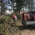 Древо:  Измельчение веток. Обрезка и спил деревьев 