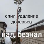 Николай:  Спил деревьев, арборист