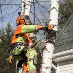 Артем:  Спил, удаление и обрезка деревьев в г. Егорьевск