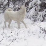 Александр:  Щенки Восточносибирской лайки ВСЛ