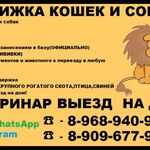 Ольга:  Стрижка кошек и собак в Краснознаменске домашняя передержка