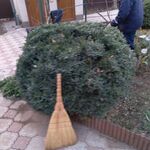 Вячеслав:  Услуги садовника