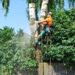 Сергей:  Промышленные альпинисты, спилить дерево