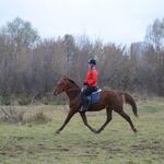 София:  Обучение Верховой езде, конный прокат, фотосессии