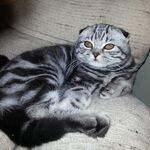 Юла:  Вязка с британским котиком 