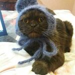 Марина:  Вязка шотландского вислоухого кота