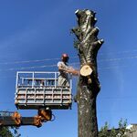 ТулаСпецТехника:  Спил деревьев по Тульской области 