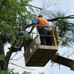 Вадим:  Удаление, валка и обрезка деревьев (Арбористы)