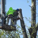 Николай:  Удаление деревьв в Туапсе