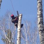 Александр:  Спил деревьев ,расчистка участка 