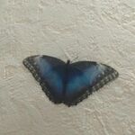 Ринат:  Живые бабочки на фотосессию