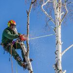 Услуги Новороссийск:  Спил аварийных деревьев