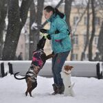 Елена :  Передержка собак, выгул собак