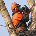 Авиньон:  Валка, Спил деревьев профессионалами