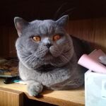 Женя:  Вязка с котом\Вязка кошек:Шотландский Прямоухий опытный кот на вязку