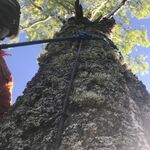 Арборист:  Спил дерева, вывоз и уборка за 1 день
