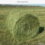 КФХ:  Сено в рулонах