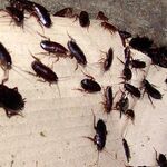 Антиклоп:  Уничтожение клопов тараканов крыс и всех видов вредителей