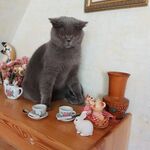 Валентина :  Зоогостиница на Мамайке для котов и кошечек и др мелких животных 