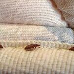Служба Дезинфекции:  Дезинфекция от насекомых и грызунов