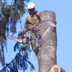 Константин:  Удаление,  спил, обрезка  крон деревьев в Ленинском районе