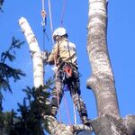 Константин:  Удаление,   обрезка  деревьев в Щербинке