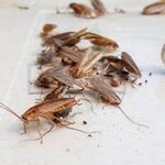 Служба Дезинфекции:  Дезинфекция от насекомых и грызунов