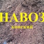 Владимир:  конский навоз