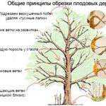 Анна:  Обрезка деревьев