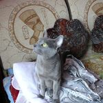 павел:  русский голубой кот