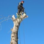 Виктор:  Пилим сложные деревья без вышки
