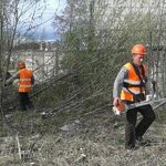 Олег:  Удаление деревьев, расчистка заросших участков