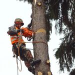 АРБОРГРАД:  Спил деревьев частями в Санкт-Петербурге и ЛО